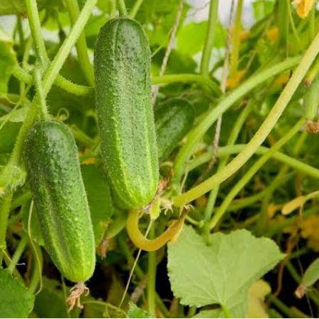 Jual tanaman pohon timun sayur TUMBUHAN | Shopee Indonesia