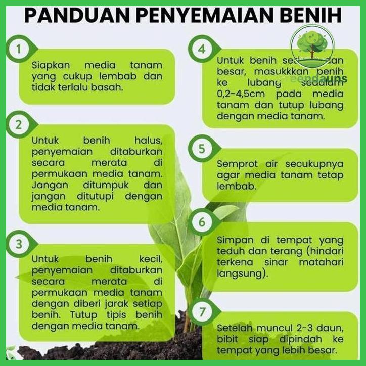 Jual BENIH STEVIA | DAUN MANIS | PENGGANTI GULA ALAMI TANAMAN BIBIT ...