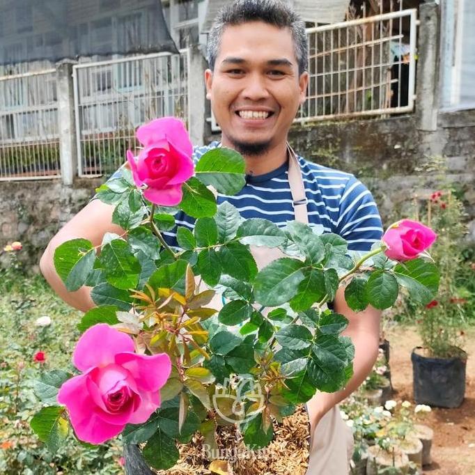 Jual BUNGA MAWAR KATE ROSE UKURAN DEWASA | Shopee Indonesia
