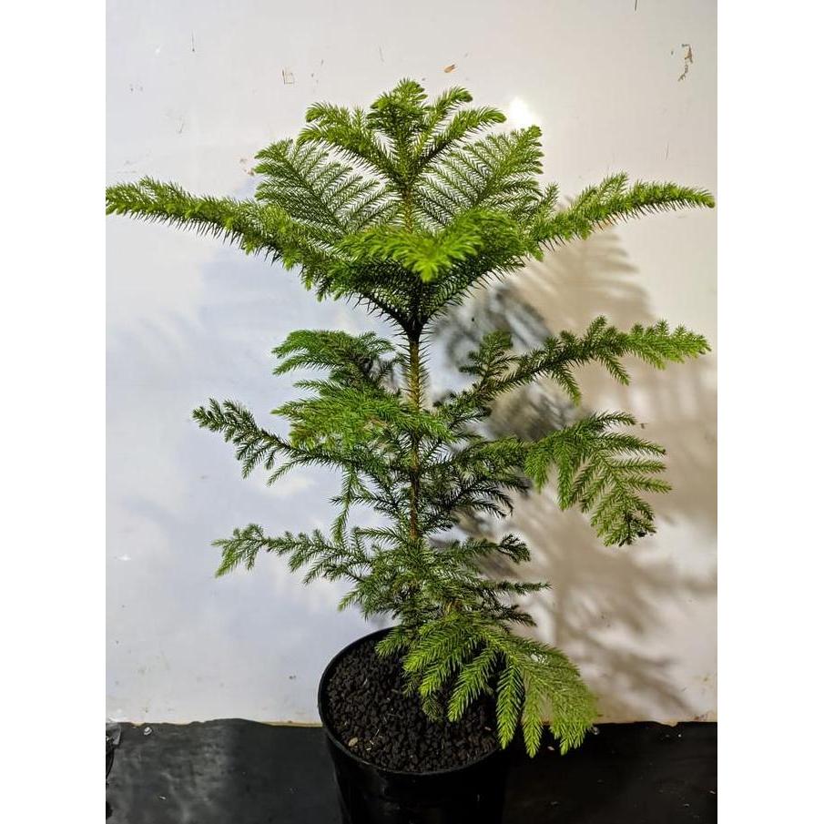 Jual tanaman cemara norflok rimbun besar tinggi -+70cm | Shopee Indonesia
