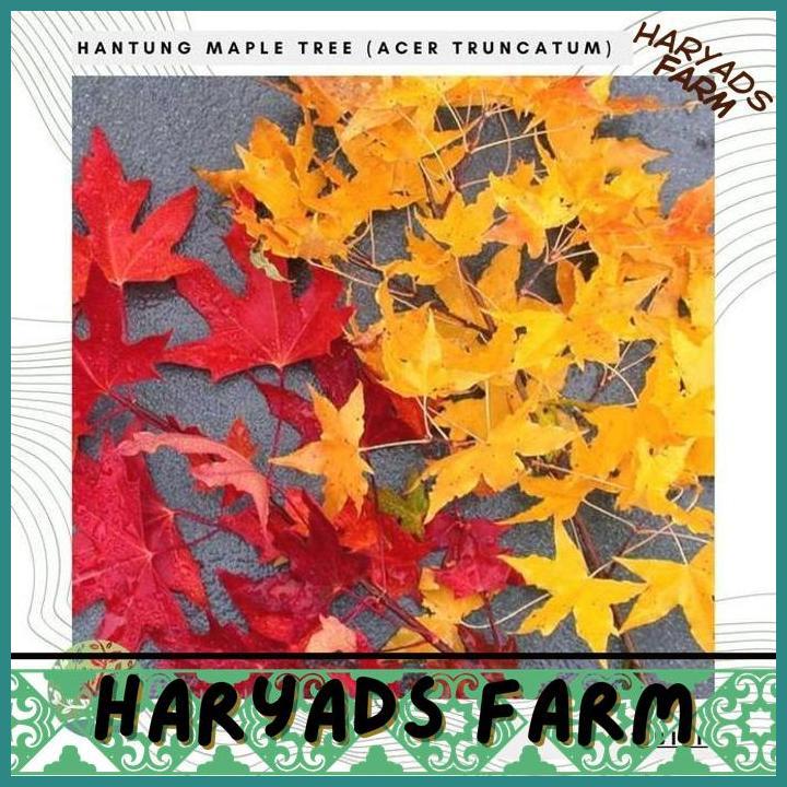 Jual HF BENIH / BIBIT - SHANTUNG MAPLE TREE (ACER TRUNCATUM) SEEDS ...