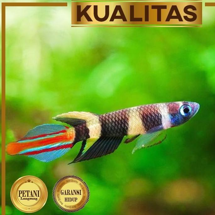 Jual Paket Koloni (isi 10) Rocket Fish Clown Panchax Ikan Hias ...