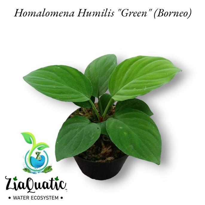 Jual Homalomena Humilis 