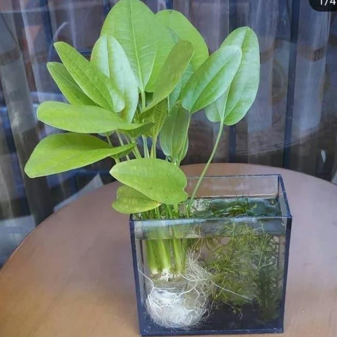 Jual Tanaman Hias Air Melati Air Mini / Tanaman Terarium | Shopee Indonesia
