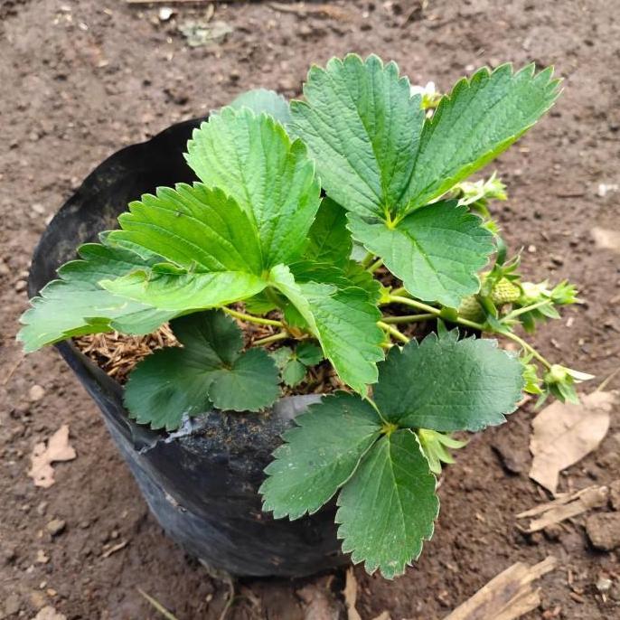 Jual Tanaman Buah Strawberry Australia Jumbo - Bibit Pohon Strawbery ...