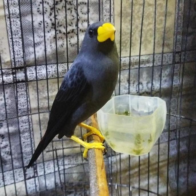 Jual JALAK RIO RIO RAWATAN BUNYI | Shopee Indonesia