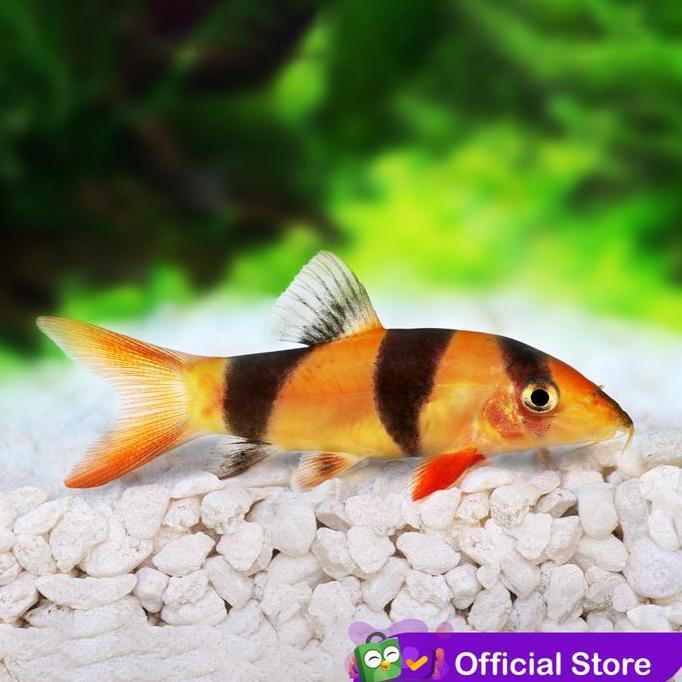 Jual Fishtoday- Botia Badut / Clown Loach / Botia Tiger Kalimantan Ikan ...