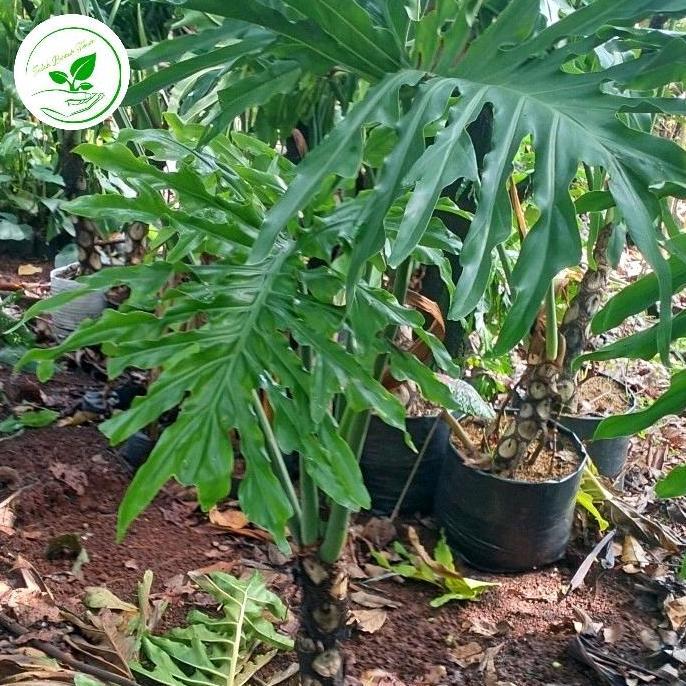 Jual tanaman hias Philo dendrum besar tinggi 1,5 meter | Shopee Indonesia