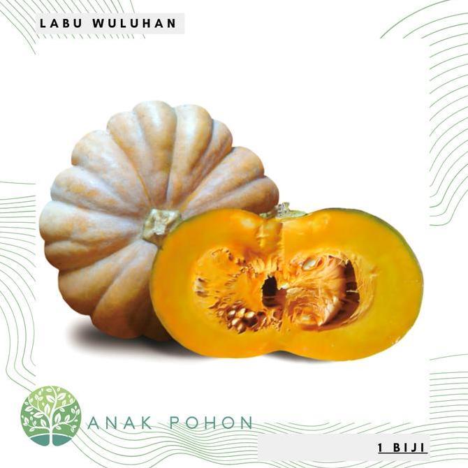 Jual Benih Bibit Biji - Labu Wuluhan Kuning Pulen Seeds - Cocok Dataran ...
