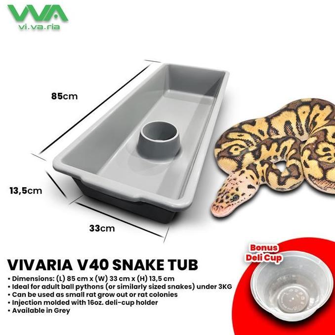 Jual Ular Ball Python Terlengkap & Harga Terbaru Juli 2026 | Shopee ...