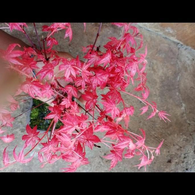 Jual red maple tanaman redmaple japanese | Shopee Indonesia