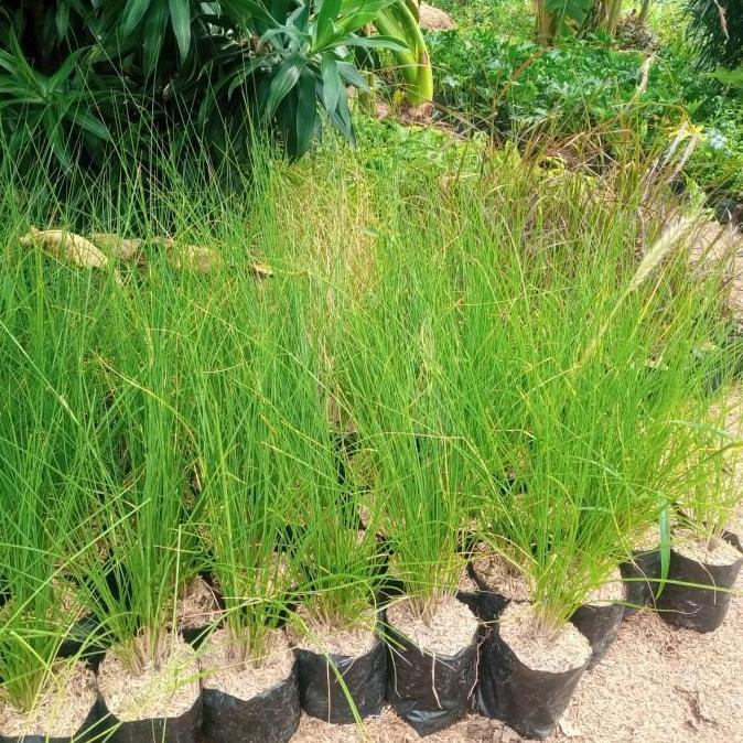 Jual tanaman Alang Alang buntut kuda | Shopee Indonesia