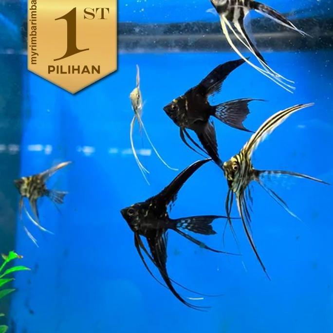 Jual Paket Koloni (isi 10) Manfish Full Black Slayer Ikan Hias ...