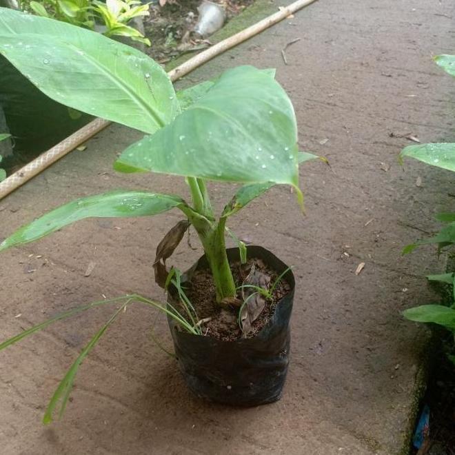 Jual BBBB Terlengkap & Harga Terbaru April 2026 | Shopee Indonesia