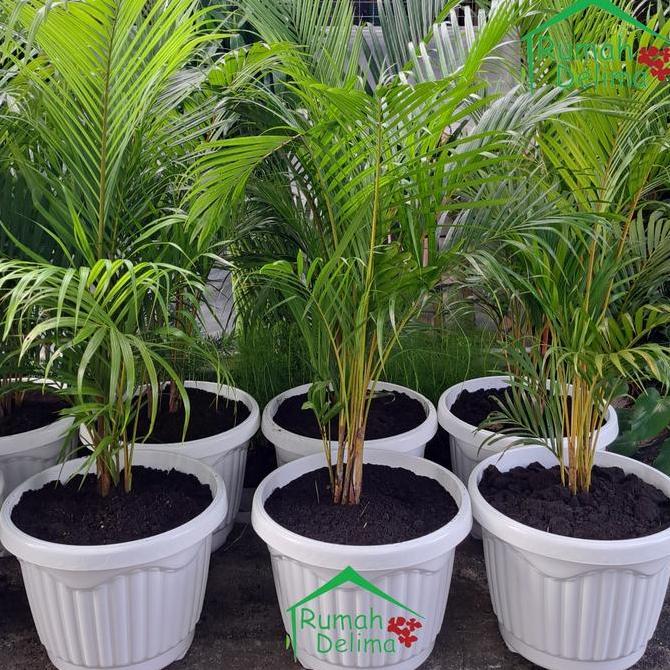 Jual Tanaman palem kuning/Palem Kuning Rimbun/Palem Komodor | Shopee ...