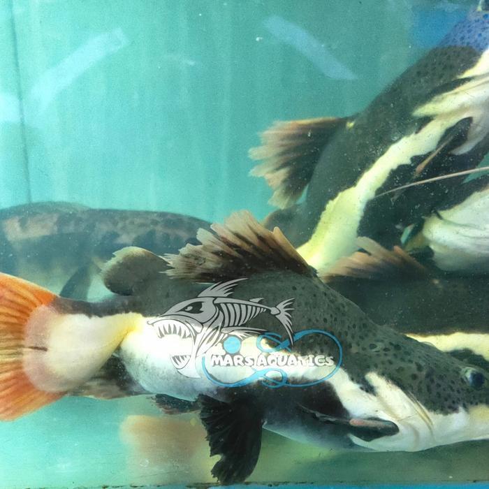 Jual IKAN HIAS RTC SHORTBODY RED TAIL CATFISH | Shopee Indonesia