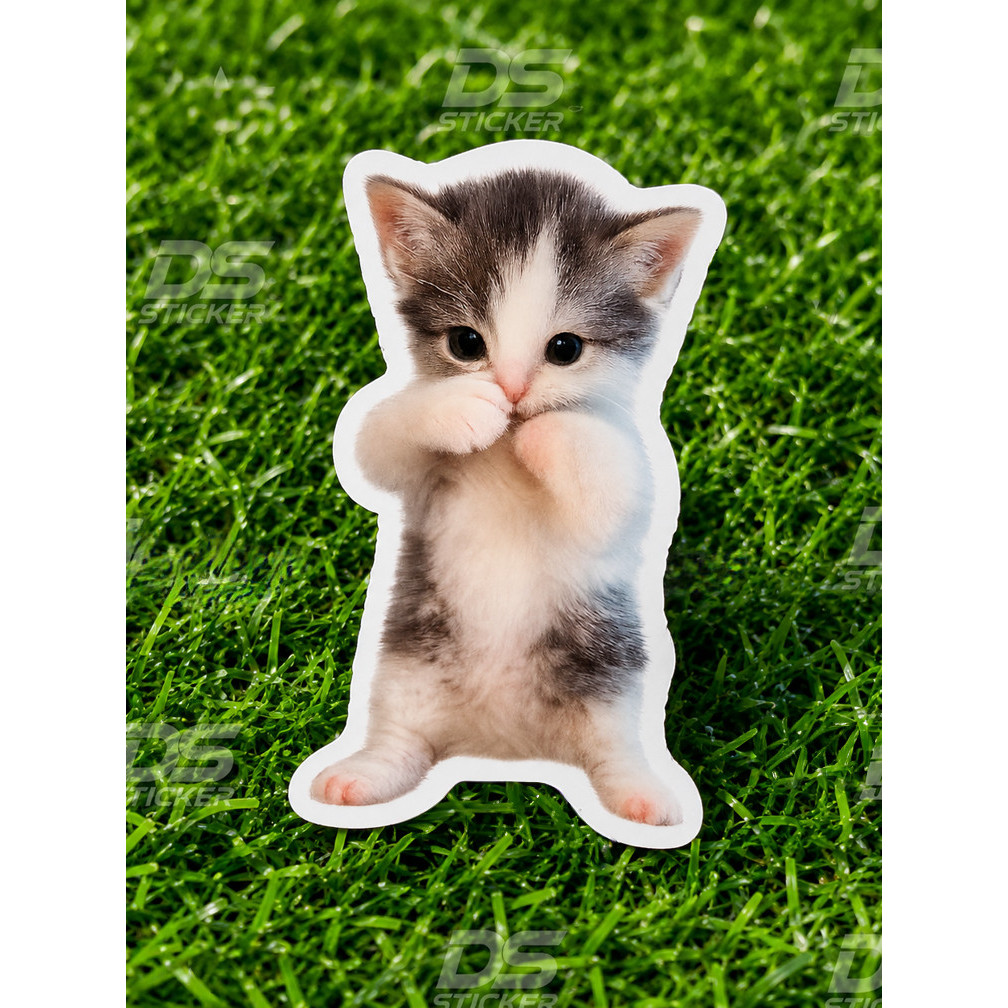 Jual Stiker Kucing Lucu Terlengkap & Harga Terbaru Juni 2026 | Shopee ...