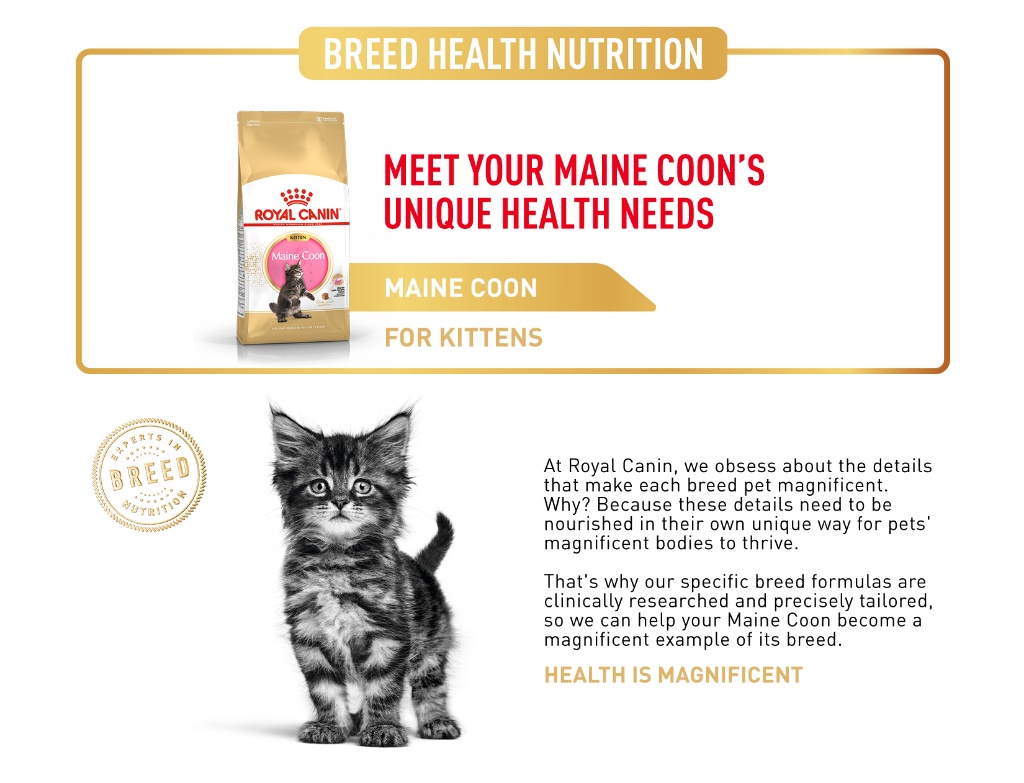 Royal canin maine store coon kitten 400g