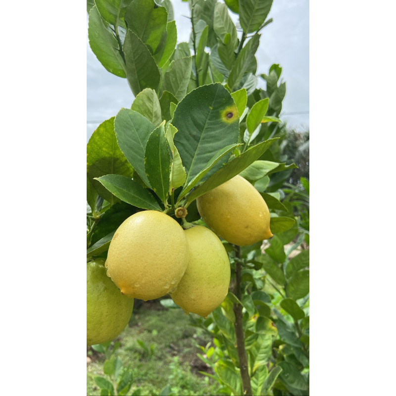 Jual Buah Lemon Segar / 1Kg | Shopee Indonesia