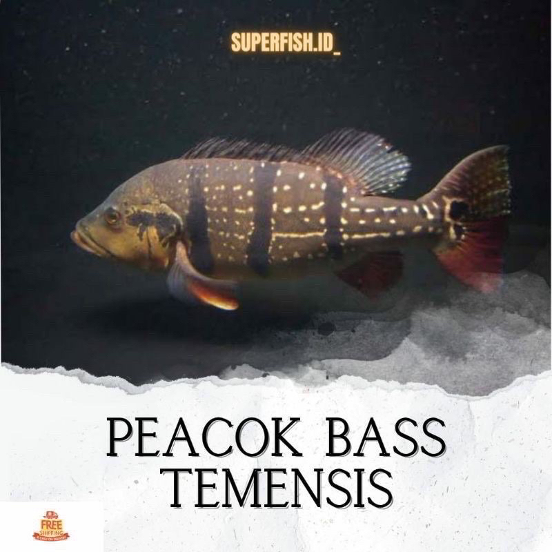 Jual PEACOK BASS TEMENSIS 10CM(cover produk yang di blokir) | Shopee ...