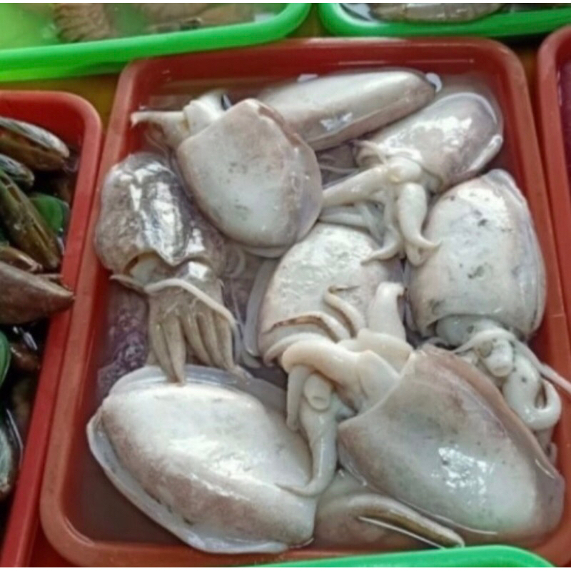 Jual Cumi Sotong Fresh 500gr-1kg | Shopee Indonesia