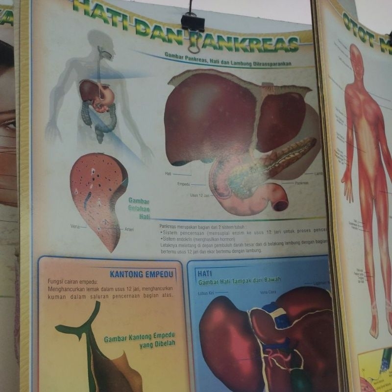 Jual Poster Rangka Tubuh/Poster Otot Manusia/Poster Tenggorokan/Poster ...