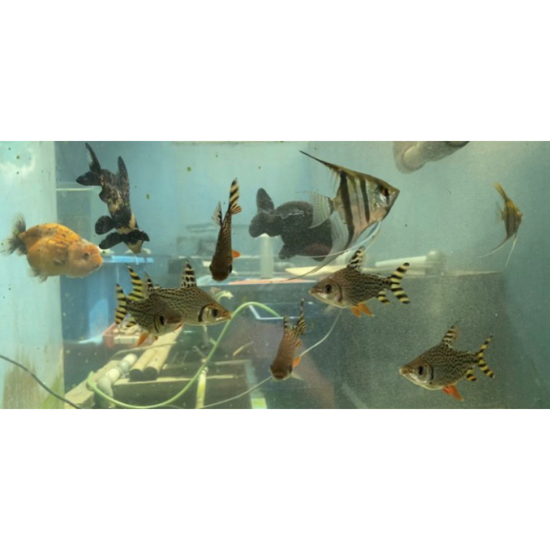 Jual Ikan RFF Red Feifeng / American Flagtail Tank Mate Algaeater ...
