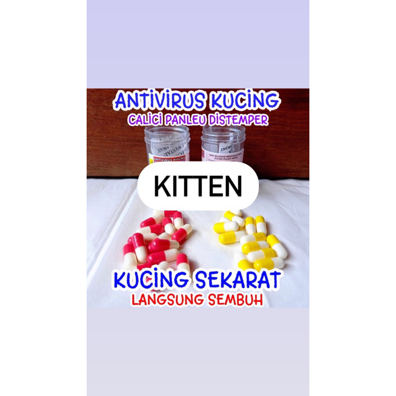 Jual KAPSUL AJAIB - Obat Antivirus Panleu, Calici, Distemper, FIP ...
