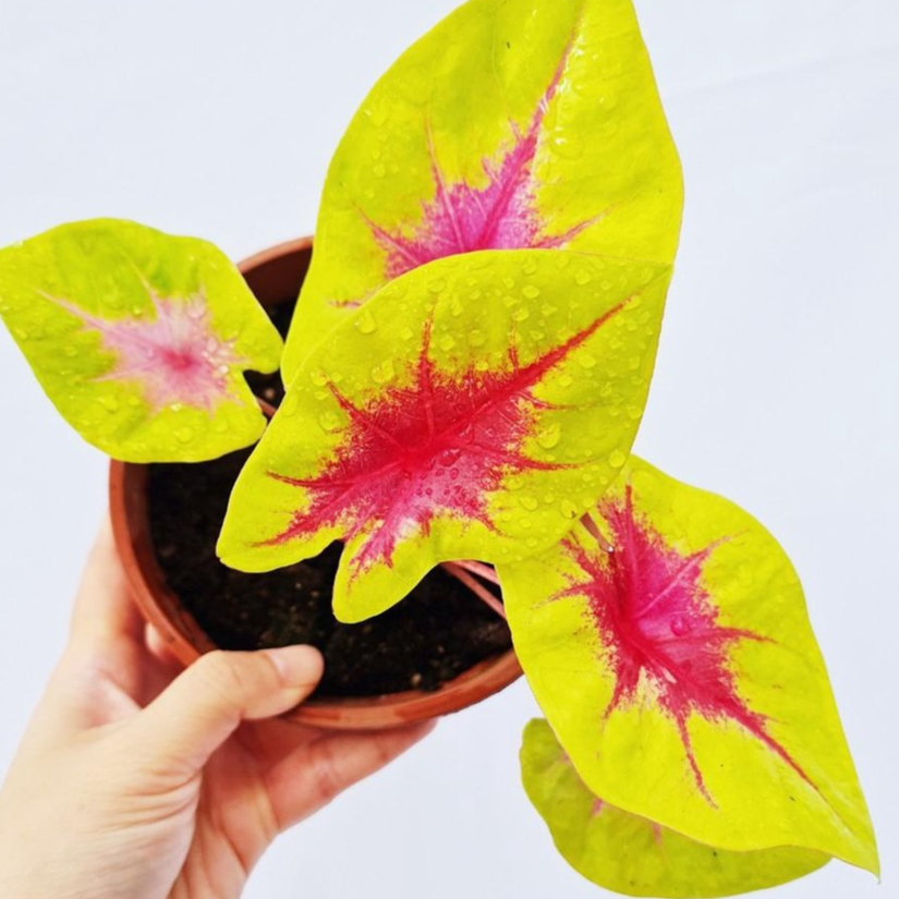 Jual Caladium lemon blush / bunga caladium lemon blush / Tanaman Hias ...