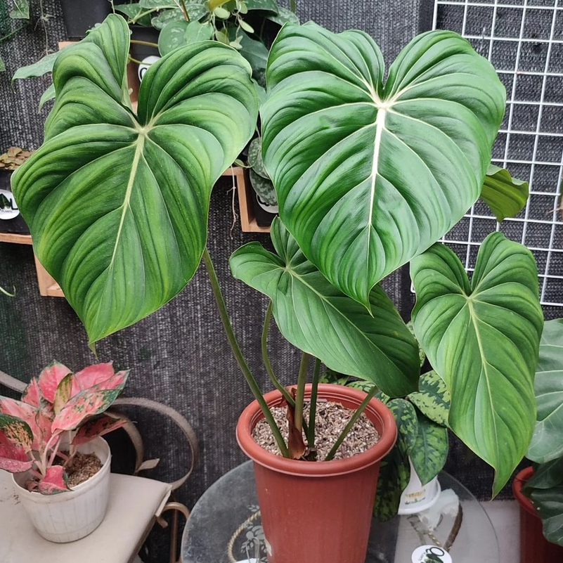*Promo* Philodendron MC Dowell