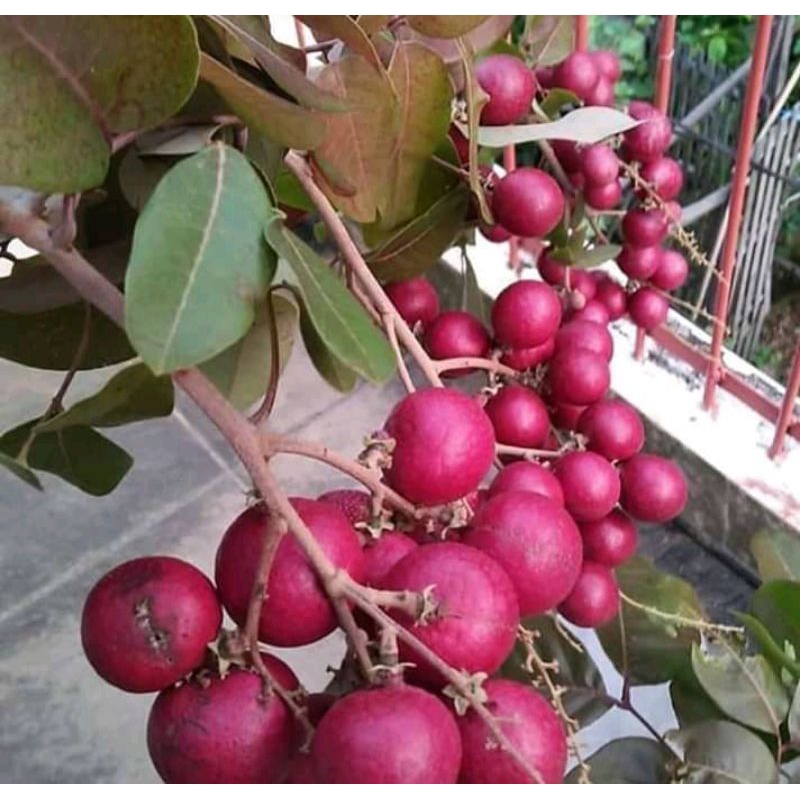 Bibit Kelengkeng Merah Jumbo, Hasil Sambung Susu, Siap Berbuah