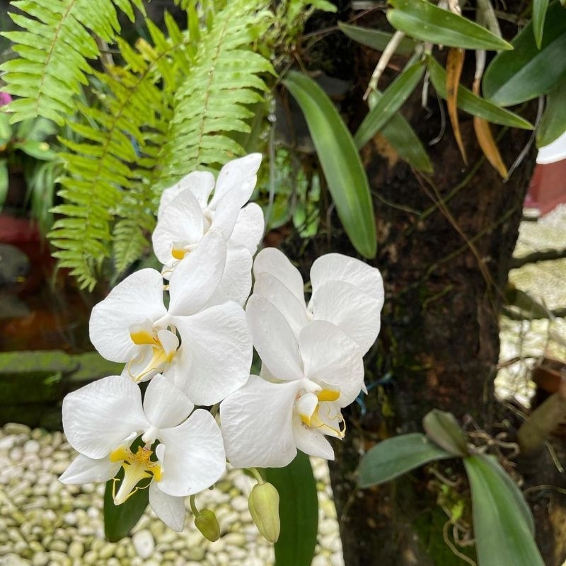 Jual Anggrek Phalaenopsis Bulan Amabilis | Shopee Indonesia