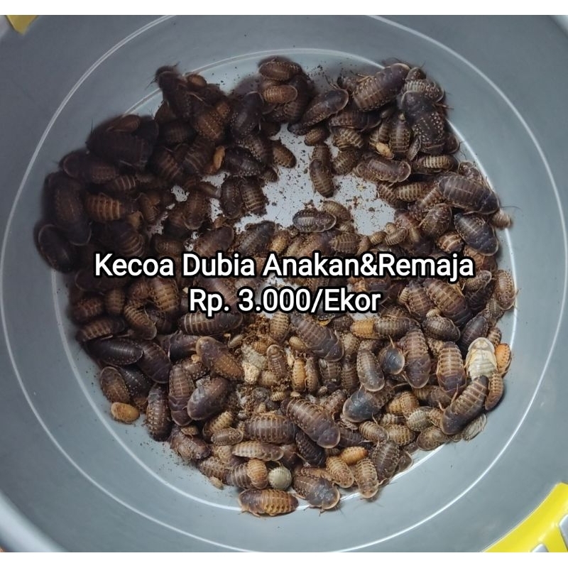 Jual Kecoa Dubia Pakan Reptil Ikan Burung Tarantula Dan Sugar Glider