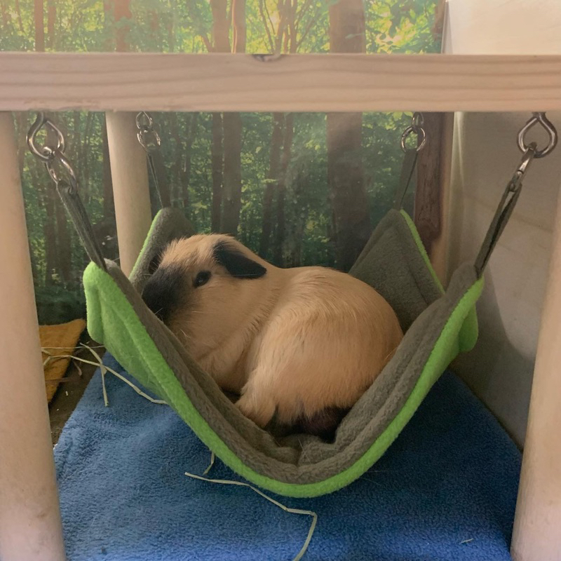 Jual Guinea Pig Hammock Tempat Tidur Rumah Marmut Shopee Indonesia