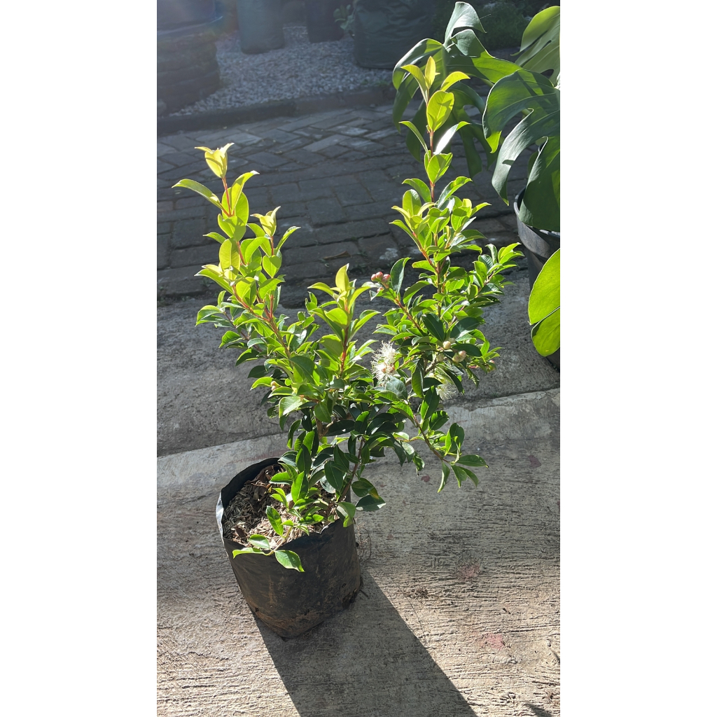 Jual Jambu Lily Pilly & Blacksa Shopee Indonesia