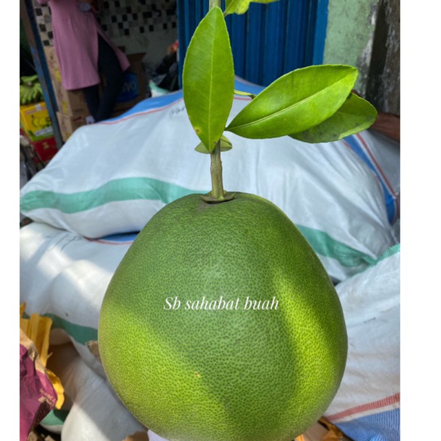 Jual Buah Jeruk Bali Tangkai Pamelo Madu Manis Grosir Shopee Indonesia