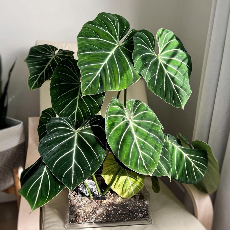 *Promo* Philodendron Gloriosum