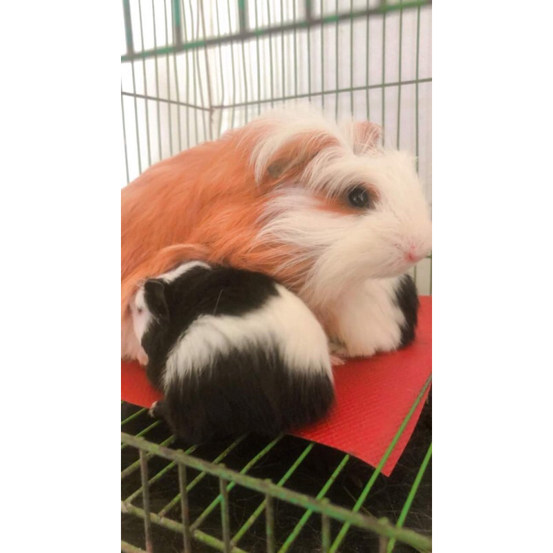 Jual Marmut / Marmut Hias / Guinea Pig / Marmut Peruvian / Marmut Sheba