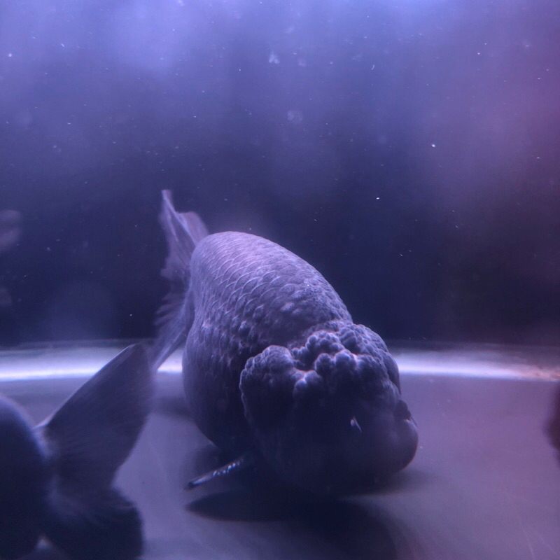 Jual Ikan hias Mas Koki Ranchu Lionchu rancu Black Hitam HIGH QUALITY ...