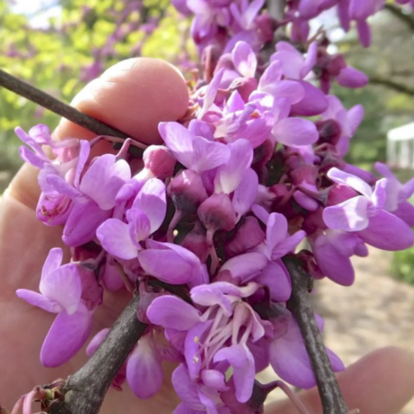 Jual Benih Bibit Pohon Judas Love Tree Showy Pink Flower - isi 20 biji ...