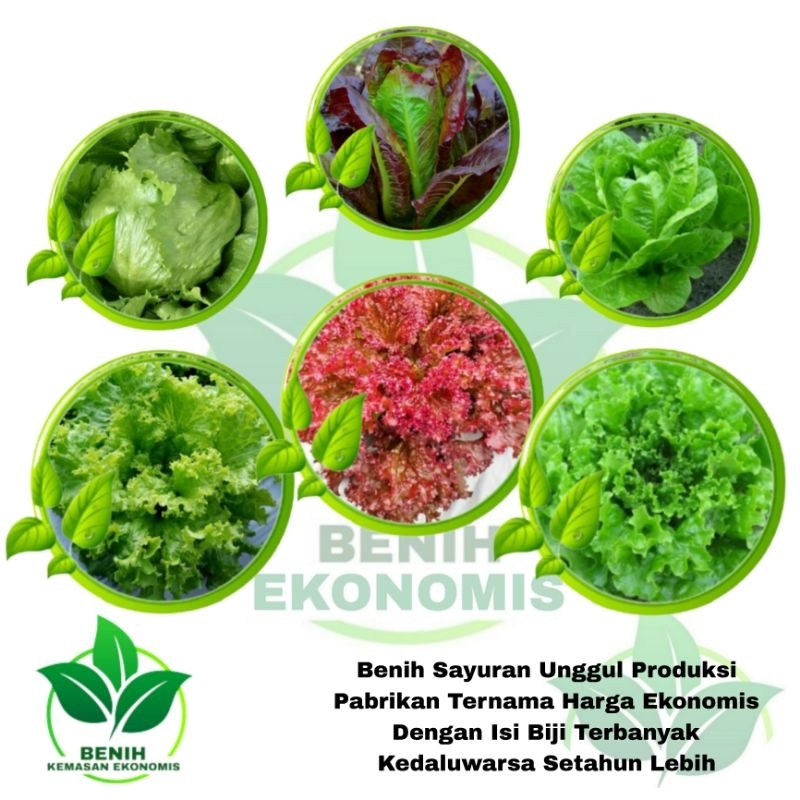 Jual Benih Sayuran Aneka Selada Kemasan Ekonomis Produksi Pabrikan ...