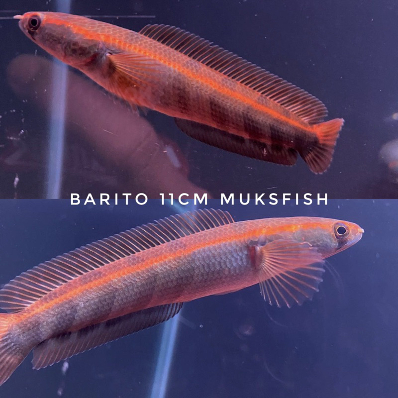 Jual BARITO SORTIRAN GRADE A Shopee Indonesia