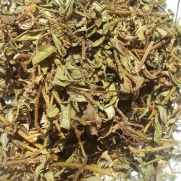 Jual DAUN JAMU MURAH PATEKAN / PATIKAN KEBO / BARIDHDUDI KERING 50 GRAM ...