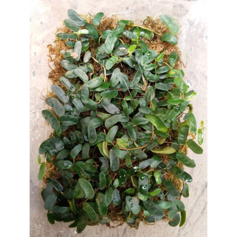 Jual Ficus Panama - Tanaman Hias Rambat/Clumbingplant/Paludarium ...