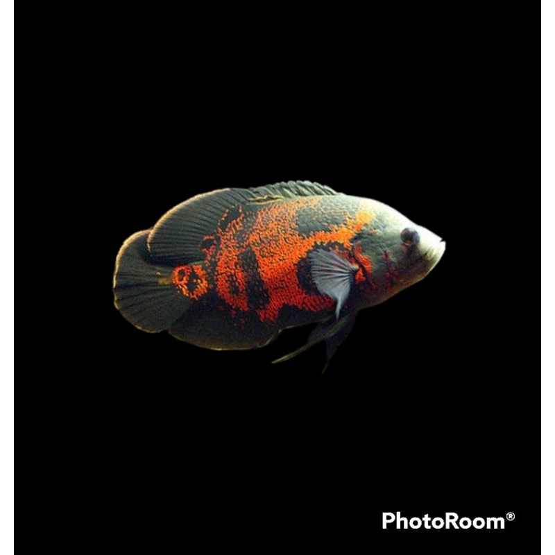 Jual Packing Styrofoam Hiasan Aquarium Ikan Oscar Tiger Batik Tiger