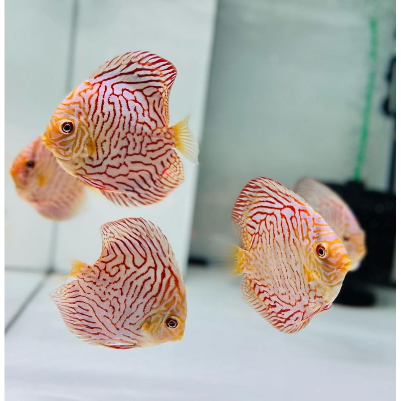 Jual Discus White Tiger Ukuran 2cm sampai 1inc Hiasan Aquarium Shopee