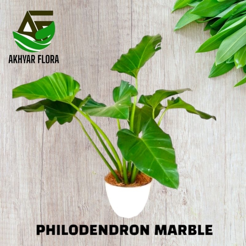 Jual Philodendron Marble Tanaman Hias Philo Marbel Tanaman Hias Indoor ...