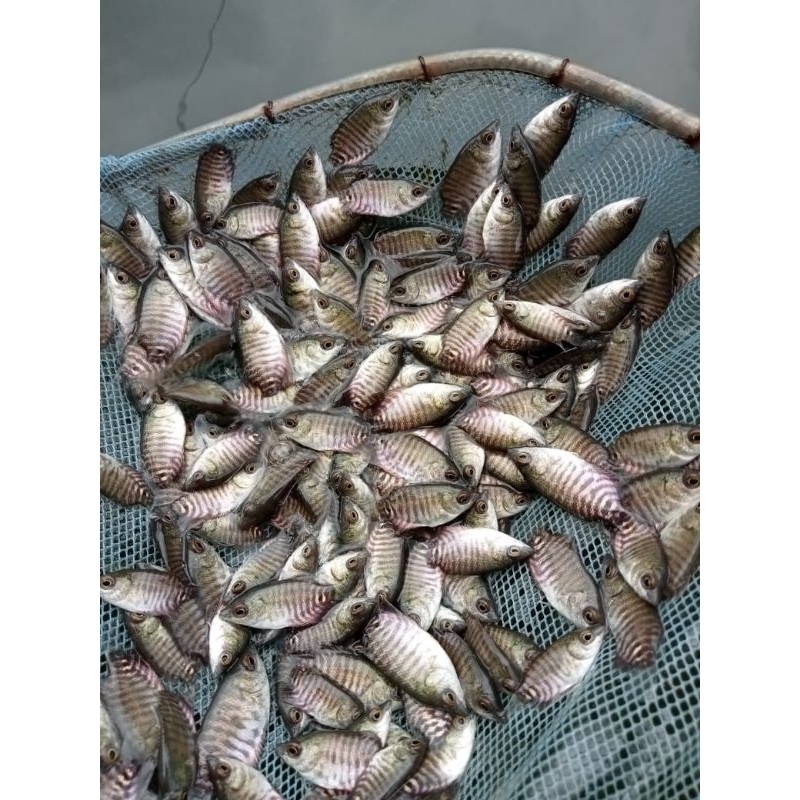 Jual gerame soang 1 paket isi 50 ekor + bonus 5 ekor | Shopee Indonesia