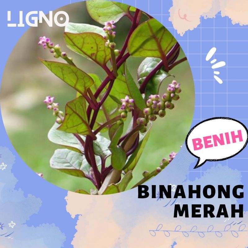 Jual Benih BINAHONG MERAH - Biji Piahong | Shopee Indonesia