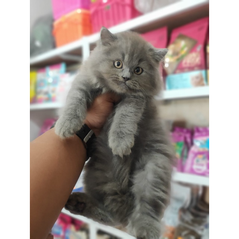 Jual kucing persia kitten persia jantan abu solid | Shopee Indonesia